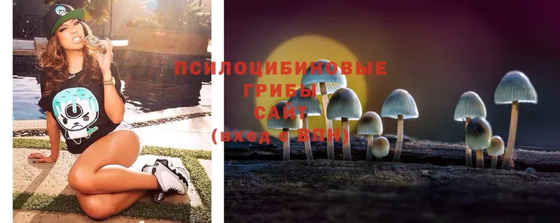 omg как зайти  Дмитровск  Псилоцибиновые грибы Magic Shrooms 